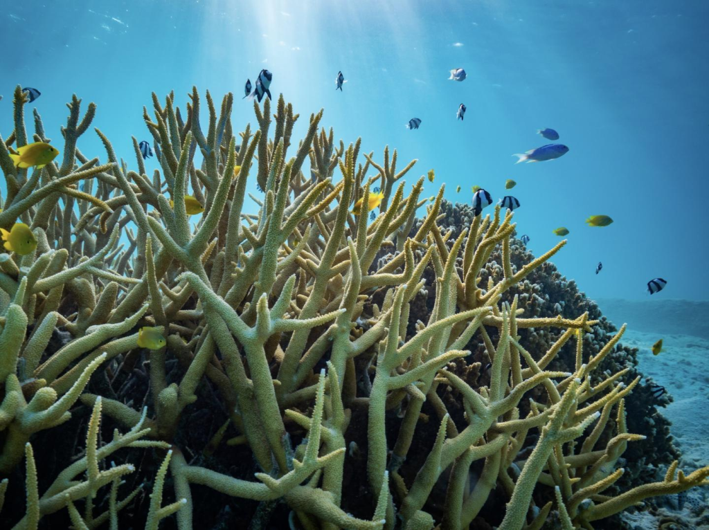 Ocean Acidification and Coral Bleaching